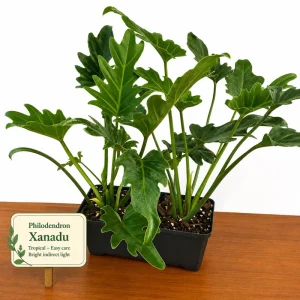 Set of 2 Tree Philodendron Live Plants - 5-8 Inch Tall, 4 Inch Pot, Indoor Tropical Foliage - Image 2