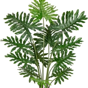 Set of 2 Tree Philodendron Live Plants - 5-8 Inch Tall, 4 Inch Pot, Indoor Tropical Foliage - Image 4