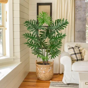 Set of 2 Tree Philodendron Live Plants - 5-8 Inch Tall, 4 Inch Pot, Indoor Tropical Foliage - Image 5
