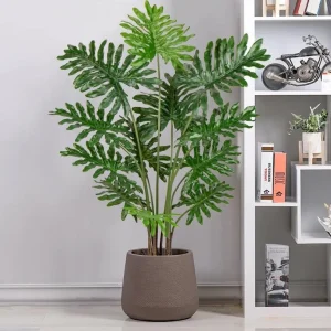 Set of 2 Tree Philodendron Live Plants - 5-8 Inch Tall, 4 Inch Pot, Indoor Tropical Foliage - Image 6
