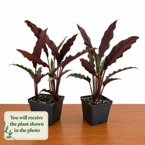 Set of 2 Velvet Calathea Live Plants, Calathea Rufibarba, 5-8 Inch Tall, 4 Inch Pot, Tropical Houseplant - Image 2