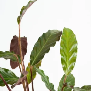 Set of 2 Velvet Calathea Live Plants, Calathea Rufibarba, 5-8 Inch Tall, 4 Inch Pot, Tropical Houseplant - Image 3