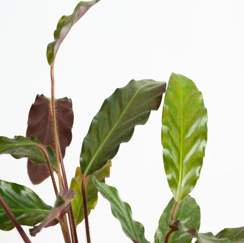 Set of 2 Velvet Calathea Live Plants, Calathea Rufibarba, 5-8 Inch Tall, 4 Inch Pot, Tropical Houseplant - Image 3