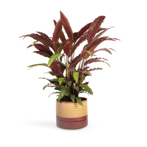 Set of 2 Velvet Calathea Live Plants, Calathea Rufibarba, 5-8 Inch Tall, 4 Inch Pot, Tropical Houseplant - Image 4