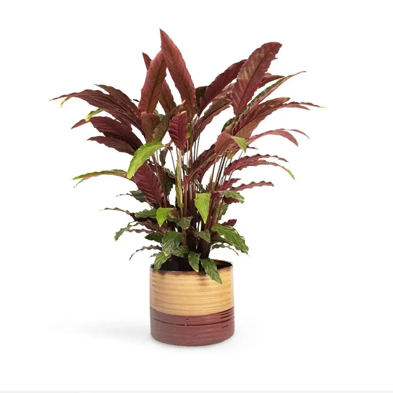 Set of 2 Velvet Calathea Live Plants, Calathea Rufibarba, 5-8 Inch Tall, 4 Inch Pot, Tropical Houseplant - Image 4