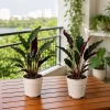 Set of 2 Velvet Calathea Live Plants, Calathea Rufibarba, 5-8 Inch Tall, 4 Inch Pot, Tropical Houseplant - Image 1