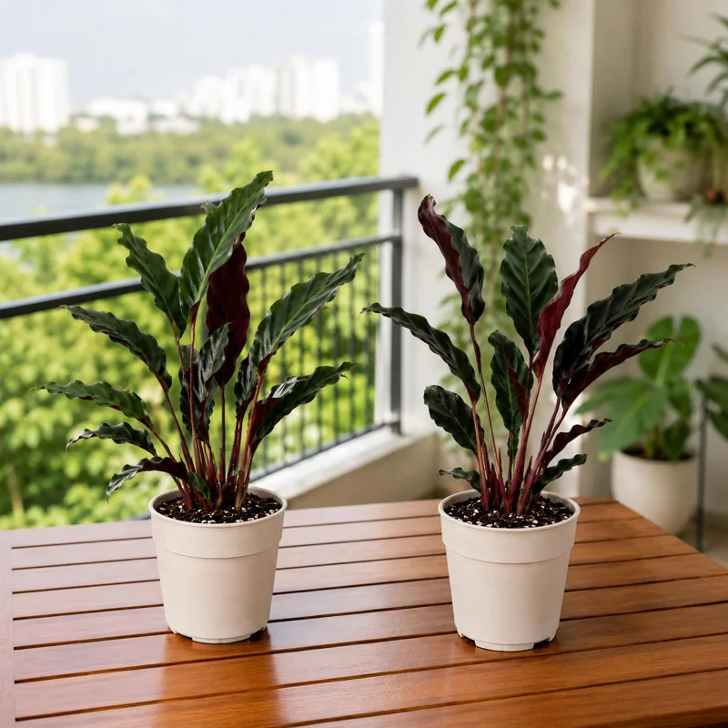 Set of 2 Velvet Calathea Live Plants, Calathea Rufibarba, 5-8 Inch Tall, 4 Inch Pot, Tropical Houseplant - Image 1