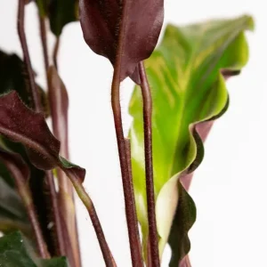 Set of 2 Velvet Calathea Live Plants, Calathea Rufibarba, 5-8 Inch Tall, 4 Inch Pot, Tropical Houseplant - Image 5