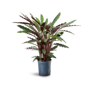 Set of 2 Velvet Calathea Live Plants, Calathea Rufibarba, 5-8 Inch Tall, 4 Inch Pot, Tropical Houseplant - Image 6
