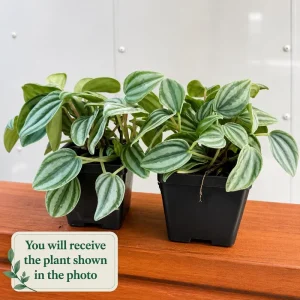Watermelon Peperomia Plant (Set of 2) - Live Tropical Houseplant, 5-8 Inch Tall, 4 Inch Pot - Image 2