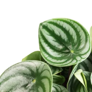 Watermelon Peperomia Plant (Set of 2) - Live Tropical Houseplant, 5-8 Inch Tall, 4 Inch Pot - Image 3