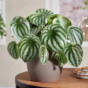 Watermelon Peperomia Plant (Set of 2) - Live Tropical Houseplant, 5-8 Inch Tall, 4 Inch Pot - Image 4