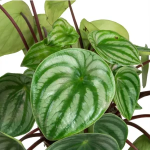 Watermelon Peperomia Plant (Set of 2) - Live Tropical Houseplant, 5-8 Inch Tall, 4 Inch Pot - Image 5