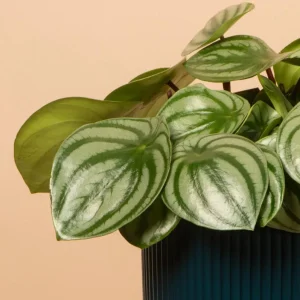 Watermelon Peperomia Plant (Set of 2) - Live Tropical Houseplant, 5-8 Inch Tall, 4 Inch Pot - Image 6