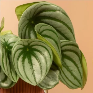 Watermelon Peperomia Plant (Set of 2) - Live Tropical Houseplant, 5-8 Inch Tall, 4 Inch Pot - Image 7