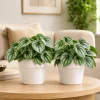 Watermelon Peperomia Plant (Set of 2) - Live Tropical Houseplant, 5-8 Inch Tall, 4 Inch Pot - Image 1