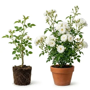 White Climbing Roses Live Plant – 5-8 Inch Tall, 3 Inch Pot – Outdoor Shrub - Image 2