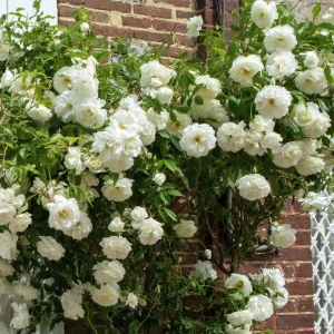 White Climbing Roses Live Plant – 5-8 Inch Tall, 3 Inch Pot – Outdoor Shrub - Image 3
