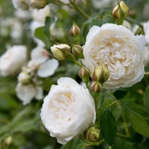 White Climbing Roses Live Plant – 5-8 Inch Tall, 3 Inch Pot – Outdoor Shrub - Image 4