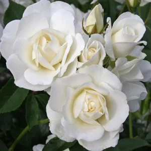 White Climbing Roses Live Plant – 5-8 Inch Tall, 3 Inch Pot – Outdoor Shrub - Image 5