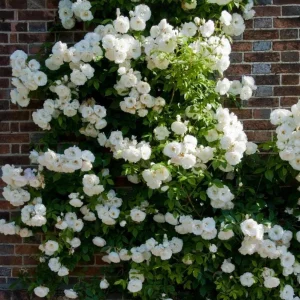 White Climbing Roses Live Plant – 5-8 Inch Tall, 3 Inch Pot – Outdoor Shrub - Image 6