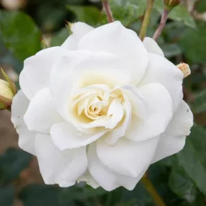 White Climbing Roses Live Plant – 5-8 Inch Tall, 3 Inch Pot – Outdoor Shrub - Image 7