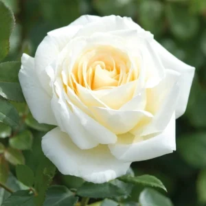 White Climbing Roses Live Plant – 5-8 Inch Tall, 3 Inch Pot – Outdoor Shrub - Image 8