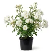 White Climbing Roses Live Plant – 5-8 Inch Tall, 3 Inch Pot – Outdoor Shrub - Image 1