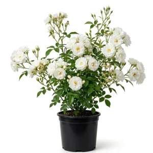White Climbing Roses Live Plant – 5-8 Inch Tall, 3 Inch Pot – Outdoor Shrub - Image 1