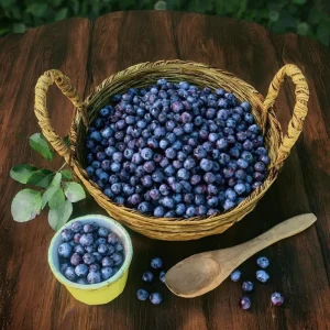 Wild Black Huckleberry Live Plant - Vaccinium Ovatum Shrub, 3-5 Inch Tall in 3 Inch Pot, Outdoor - Image 3