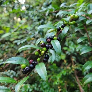 Wild Black Huckleberry Live Plant - Vaccinium Ovatum Shrub, 3-5 Inch Tall in 3 Inch Pot, Outdoor - Image 5