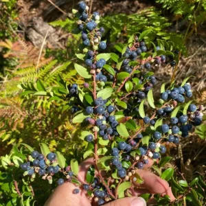 Wild Black Huckleberry Live Plant - Vaccinium Ovatum Shrub, 3-5 Inch Tall in 3 Inch Pot, Outdoor - Image 6