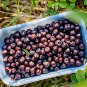 Wild Black Huckleberry Live Plant - Vaccinium Ovatum Shrub, 3-5 Inch Tall in 3 Inch Pot, Outdoor - Image 7