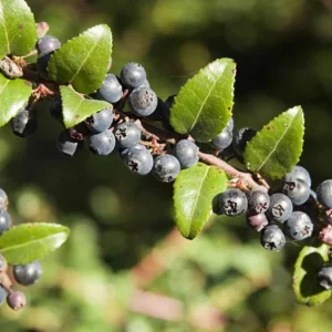 Wild Black Huckleberry Live Plant - Vaccinium Ovatum Shrub, 3-5 Inch Tall in 3 Inch Pot, Outdoor - Image 8