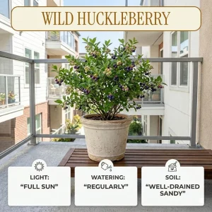Wild Huckleberry Live Plant 2-4 Inch Tall in 1.5