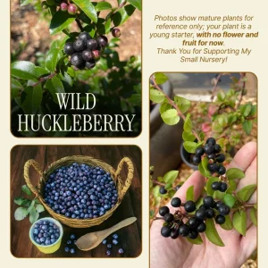 Wild Huckleberry Live Plant 2-4 Inch Tall in 1.5