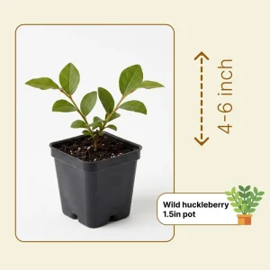 Wild Huckleberry Live Plant 2-4 Inch Tall in 1.5