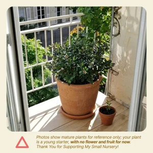 Wild Huckleberry Live Plant 2-4 Inch Tall in 1.5