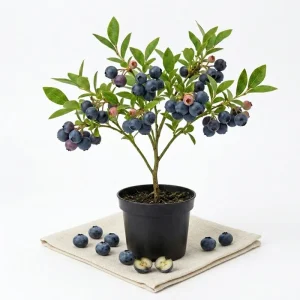 Wild Huckleberry Live Plant 2-4 Inch Tall in 1.5
