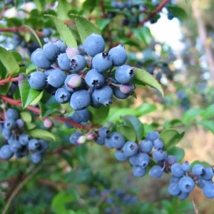 Wild Huckleberry Live Plants - Set of 2, 2-4 Inch Tall, 1.5” Pot, Hardy Berry Shrubs for Outdoor - Image 2