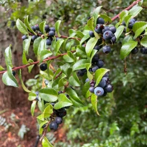 Wild Huckleberry Live Plants - Set of 2, 2-4 Inch Tall, 1.5” Pot, Hardy Berry Shrubs for Outdoor - Image 4