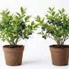 Wild Huckleberry Live Plants - Set of 2, 2-4 Inch Tall, 1.5” Pot, Hardy Berry Shrubs for Outdoor - Image 1