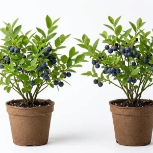 Wild Huckleberry Live Plants - Set of 2, 2-4 Inch Tall, 1.5” Pot, Hardy Berry Shrubs for Outdoor - Image 1