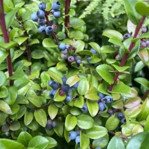 Wild Huckleberry Live Plants - Set of 2, 2-4 Inch Tall, 1.5” Pot, Hardy Berry Shrubs for Outdoor - Image 5