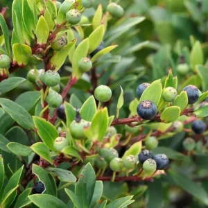 Wild Huckleberry Live Plants - Set of 2, 2-4 Inch Tall, 1.5” Pot, Hardy Berry Shrubs for Outdoor - Image 7