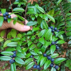 Wild Huckleberry Live Plants - Set of 2, 2-4 Inch Tall, 1.5” Pot, Hardy Berry Shrubs for Outdoor - Image 8