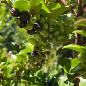Wild Huckleberry Live Plants - Set of 2, 2-4 Inch Tall, 1.5” Pot, Hardy Berry Shrubs for Outdoor - Image 9