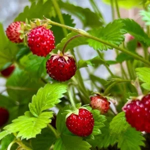 Wild Strawberry Live Plant – 3 Inch Pot – Low Growing Ground Cover – Outdoor Berry Plant - Image 3