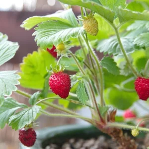 Wild Strawberry Live Plant – 3 Inch Pot – Low Growing Ground Cover – Outdoor Berry Plant - Image 4