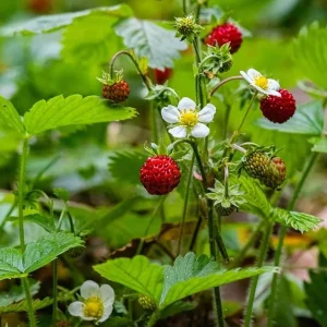 Wild Strawberry Live Plant – 3 Inch Pot – Low Growing Ground Cover – Outdoor Berry Plant - Image 5